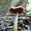Cortinarius