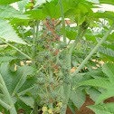 Castor Bean/Mamona