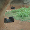 Chimpanzee
