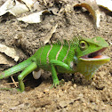 Southern Green calotes
