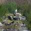 Great White Egret; Garceta Grande