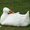 Domestic Goose