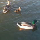 Mallard