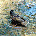 European starling