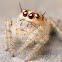 Juvenile Jumping Spider