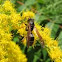 Northern Paper Wasp