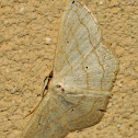 Geometrid Moth