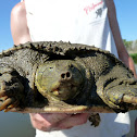 Spiny Softshell Turtle
