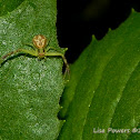 Northern Crab Spider
