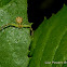 Northern Crab Spider