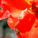 Spotted Cucumber Beetle