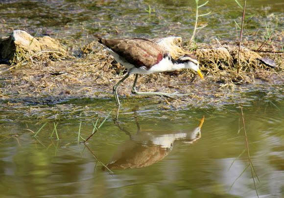 Spotting Image 1