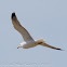 Yellow-legged Gull; Gaviota Patiamarilla