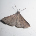 Speckled Renia