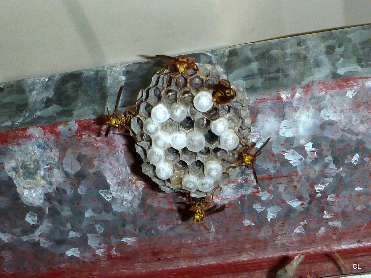 Paper wasps