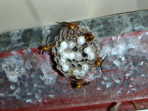 Spotting Image 1