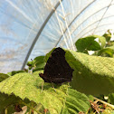 Peacock Butterfly