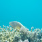 Blackside Hawkfish