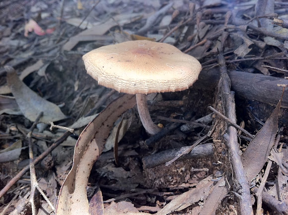 Spotting Image 1