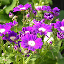 Cineraria