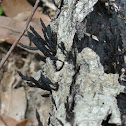 Dead Fingers Fungus
