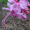 Pink Azalea