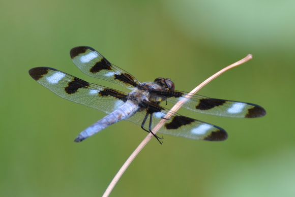 Spotting Image 1