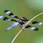 Twelve-spotted Skimmer