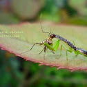 Mantis
