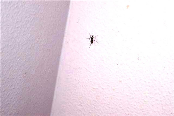 Spotting Image 1