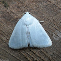 Noctuid Moth