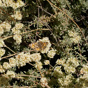 Mormon Metalmark