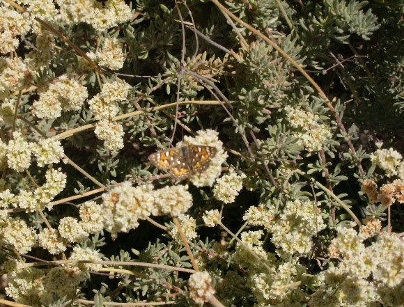 Spotting Image 1