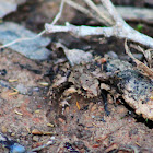 Blanchard's Cricket Frog