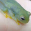 Glass Frog