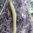 California banana slug