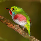 Cuban Tody