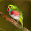 Cuban Tody