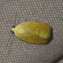 Moth