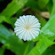 pleated inkcap, little Japanese umbrella