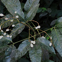 Arbusto