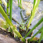Green Frog