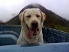 Labrador Con Pedigree Busca Novia