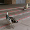 Indian Peafowl
