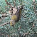 Red Crossbill