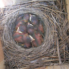Bluebirds (newborns)