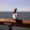 Brown pelican