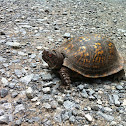 Eastern Box turtle