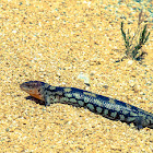 Blotched blue-tongue lizard