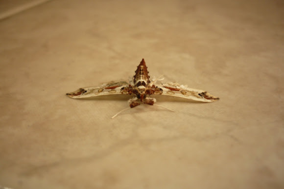 Spotting Image 1